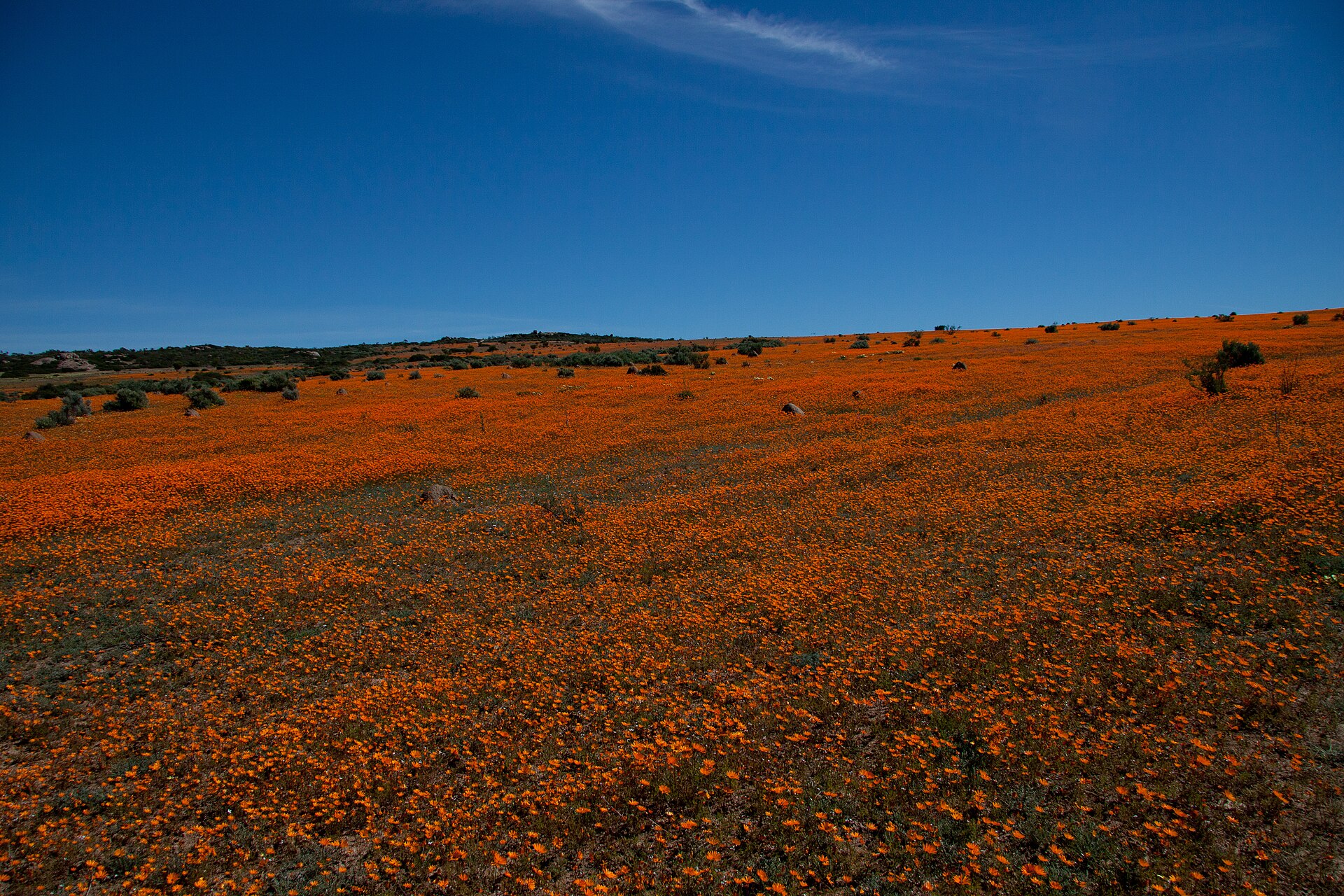 Namaqua in Bloom: A No-Rush Self-Drive Plan for Spring 2026